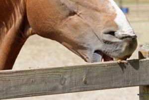 Why do horses crib?