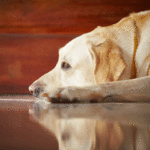 Choosing a pain reliever for dogs