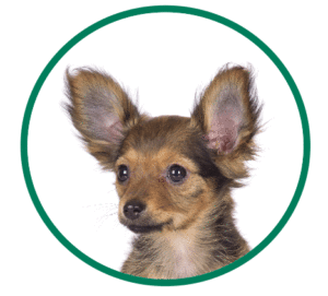 Long-haired chihuahua with large ears
