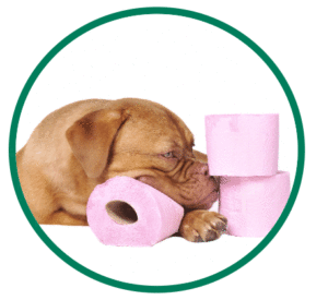 Brown dog lying down near 3 rolls of pink toilet paper