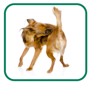 Small brown dog chewing at an itch on its hindquarters