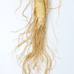 Panax ginseng for calm, well being, and performance
