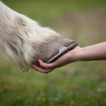 Hoof is inspected for preventing founder (laminitis)