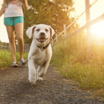 A dog owner safely walks dog on a hot day