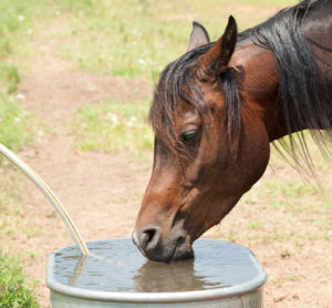 Horse drinking clean water