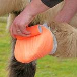 treating a painful horse abscess
