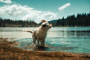 Dog shaking ears at lake