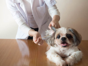 Cleaning dog's ear at vet appointment
