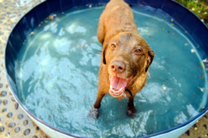 Dog in kiddie pool