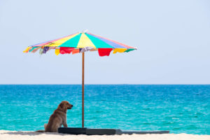 Dog at beach