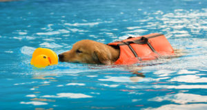 Dog water safety class in pool