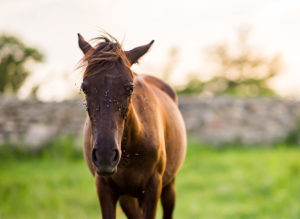 Brown horse in a field of grass