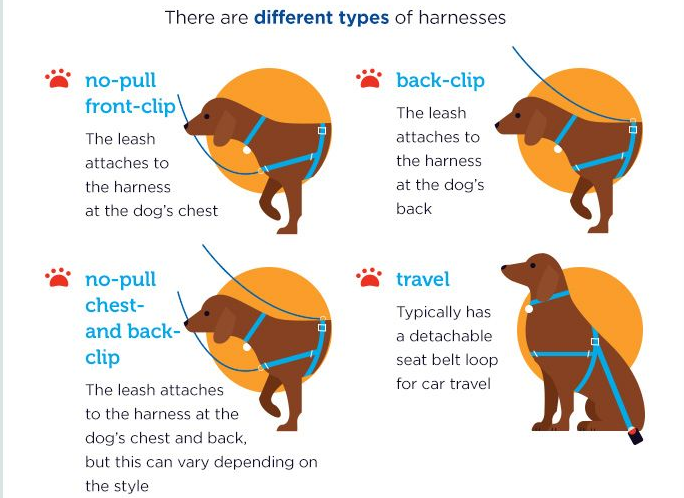 How to Fit the 5 Main Types of Dog Harnesses 