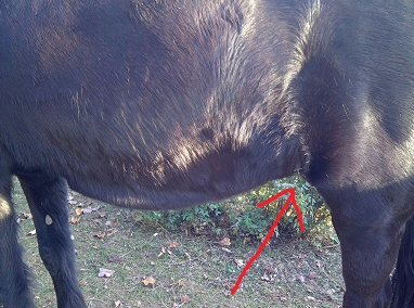 the hindquarters of a black horse