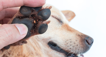 A human hand holding up the bottom of a dog's paw