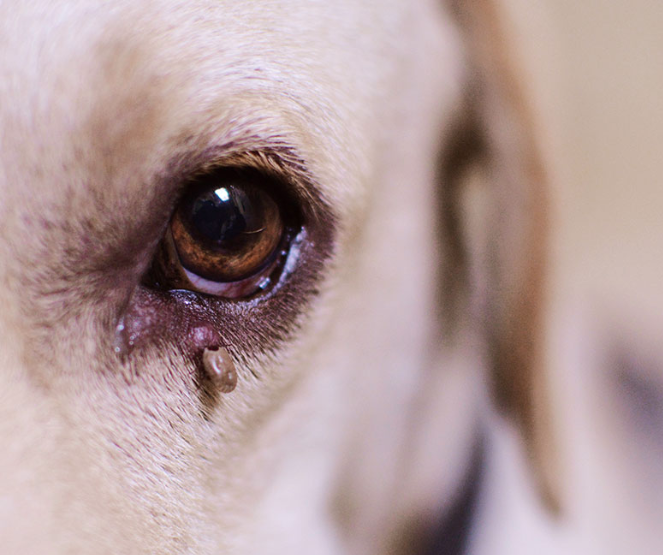 A tick attached to the bottom of a dog's eye