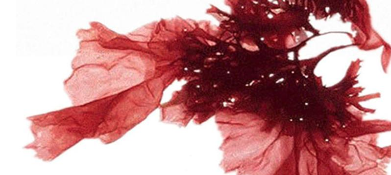 red algae