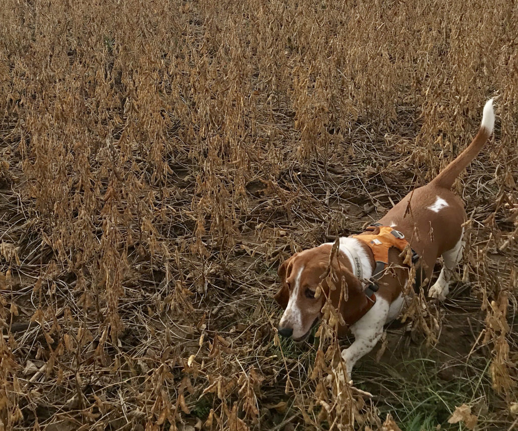 Best collar for basset clearance hound