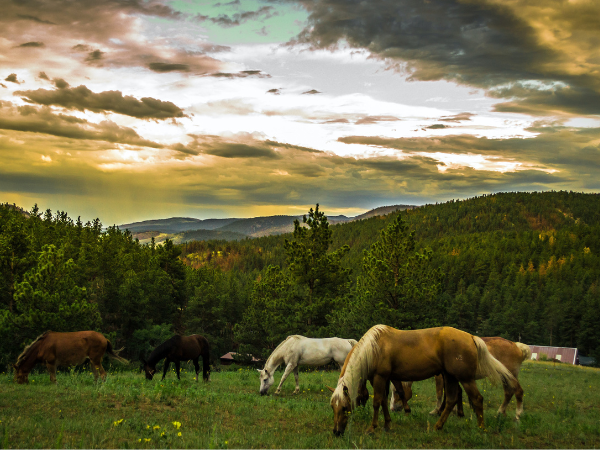 Possible Side Effects of Spirulina for Horses