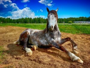 Helping Low Energy Horses