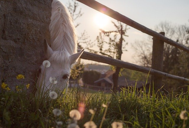 Estate Planning for Horse Owners