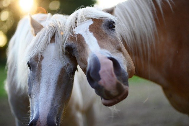Gastric Ulcers Common Problem for Horses