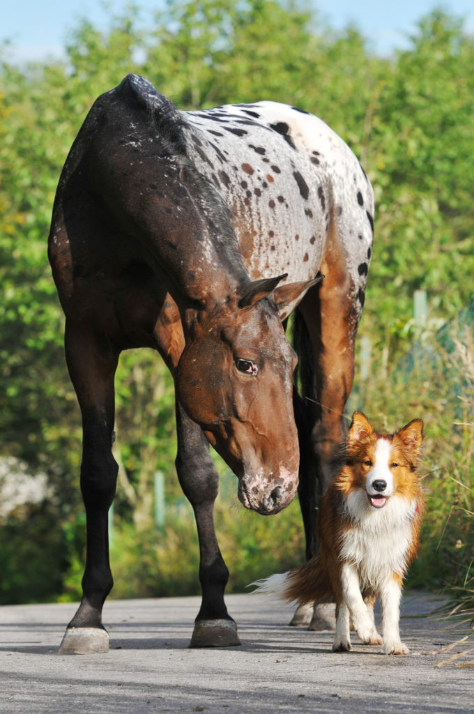 a horse and a dog posing for a picture