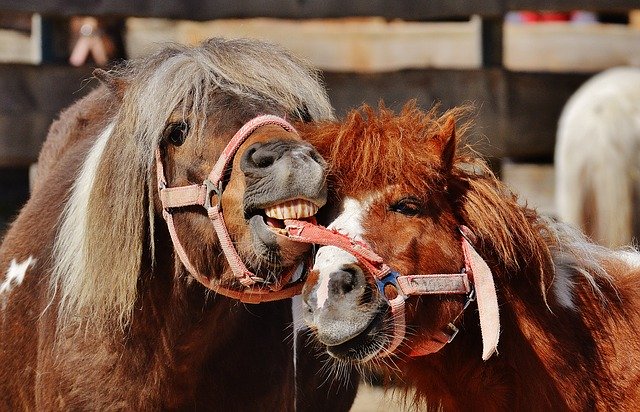 Great Toys for Bored Horses