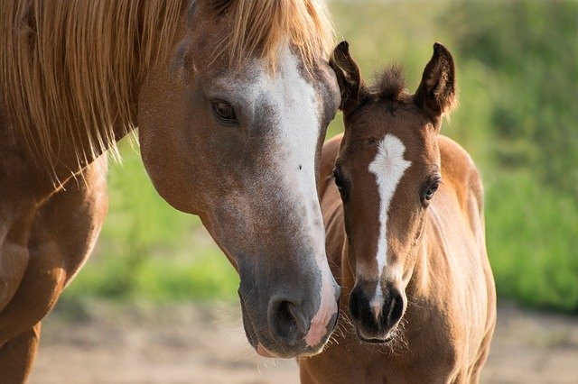 How Frequently Will a Horse Visit the Vet?