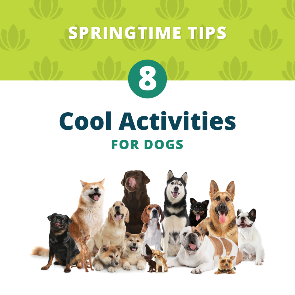 With these tips, your dog will always be entertained at home