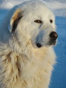 Best Cold Weather Dog Breeds