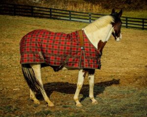 Not Every Horse Needs Blanket