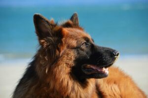 Hip Dysplasia in Dogs