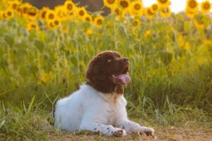 Choosing the Right Boarder for Your Dog