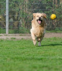 Dogs and Shelters Depend on Volunteers