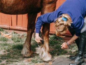 Trimming Chestnuts on Horses