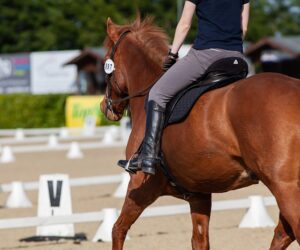 What Are Chestnuts On Horses