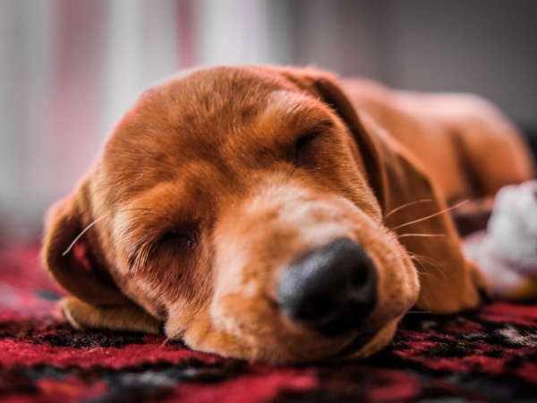 why do dogs snore while sleeping