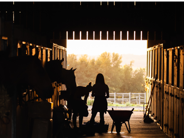 Calm horses in stables