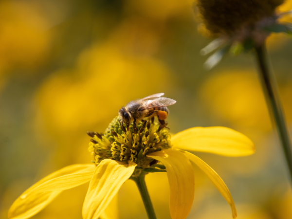 Bee Pollen for Horses