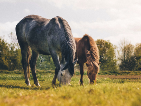 What Do Supplements for Horses Do?