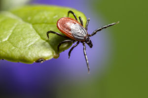 Keep this pest away with a good tick repellent