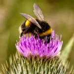 Bee Pollen Uses