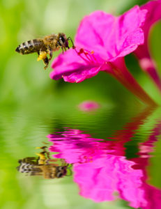 bee pollinating flower carrying bee pollen granule