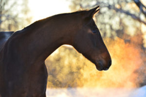 Horse coughing can be a symptom of heaves