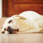 Lethargic dog lies on the ground