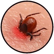 Tick biting