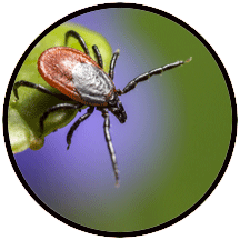 A tick on a leaf