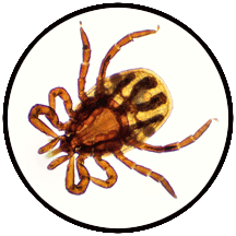 Tick under microscope