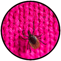 Tick on a pink cotton background